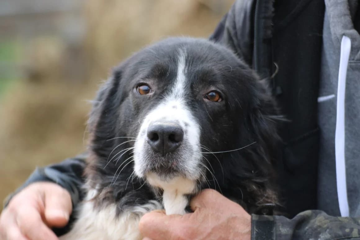 Marina, 3yo Mixed Breed for adoption at Das kleine Tierheim, Lohra
