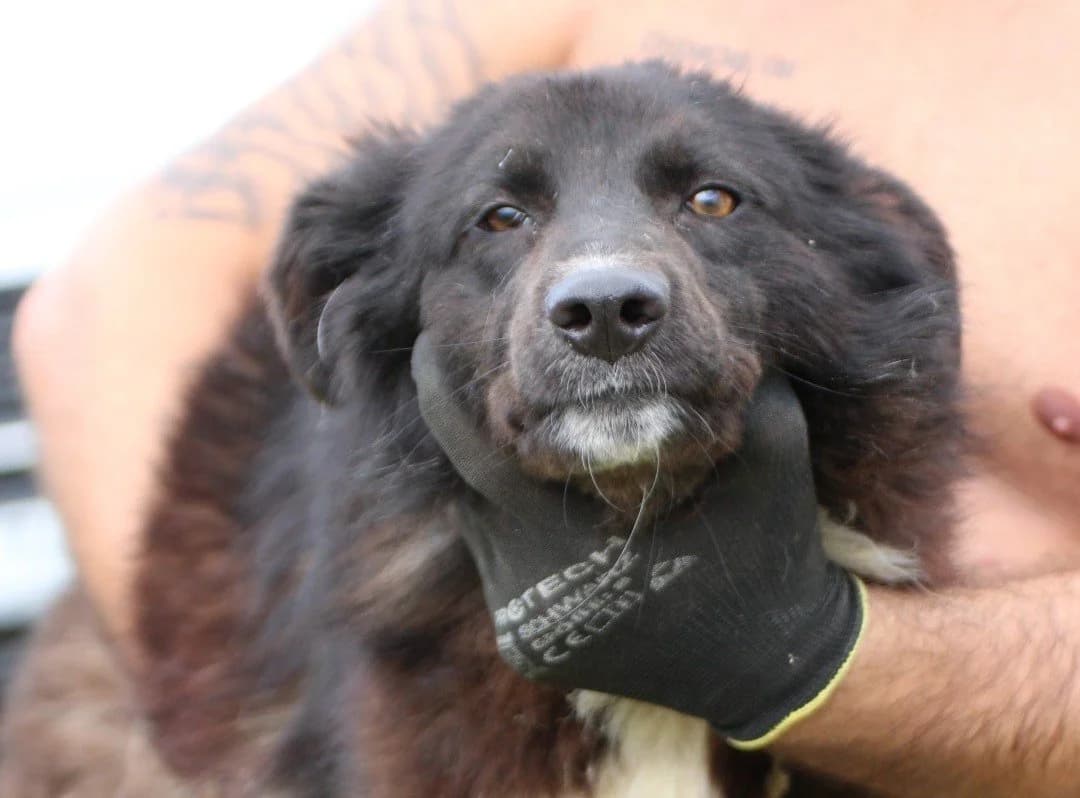 Tito, male young Border Collie for adoption at Das kleine Tierheim, Lohra