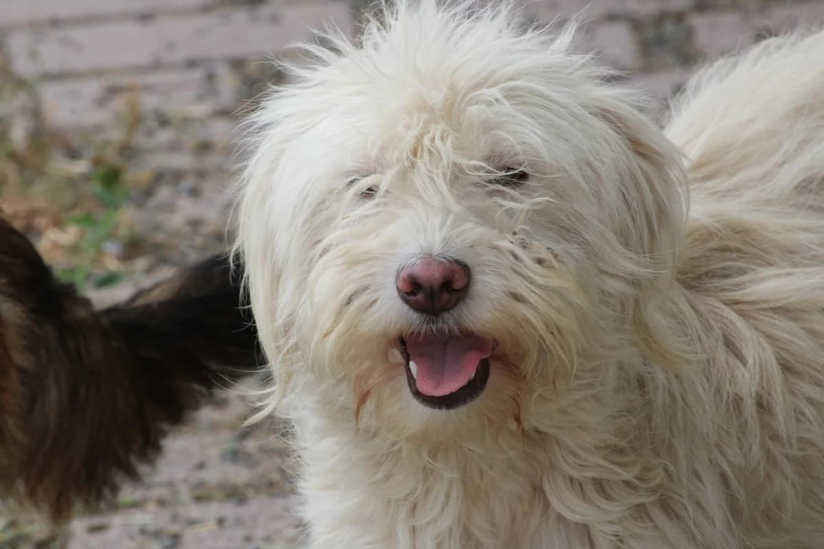 Lirie, female puppy Maltese for adoption at Das kleine Tierheim, Lohra