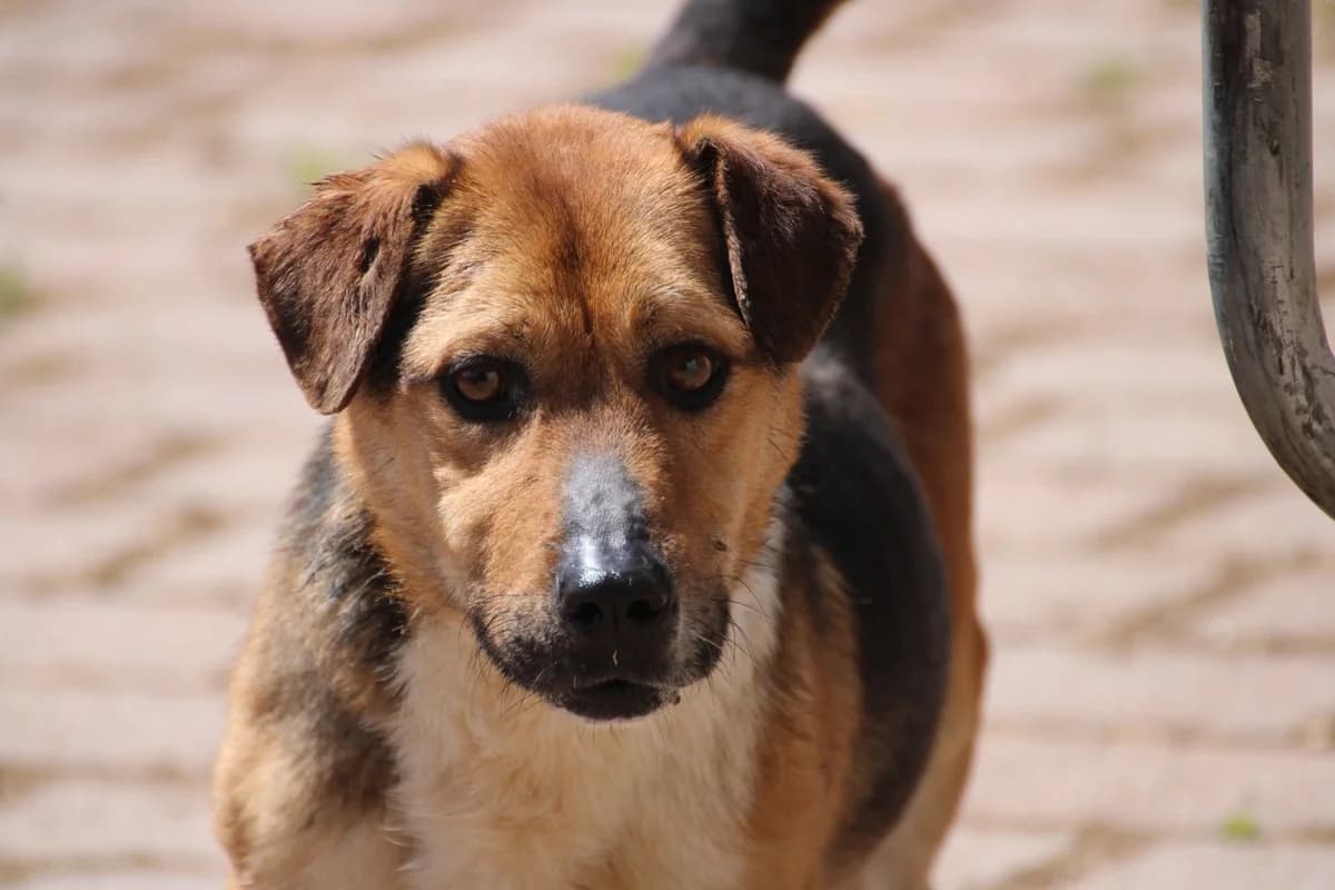 Nick, male young Dachshund for adoption at Das kleine Tierheim, Lohra
