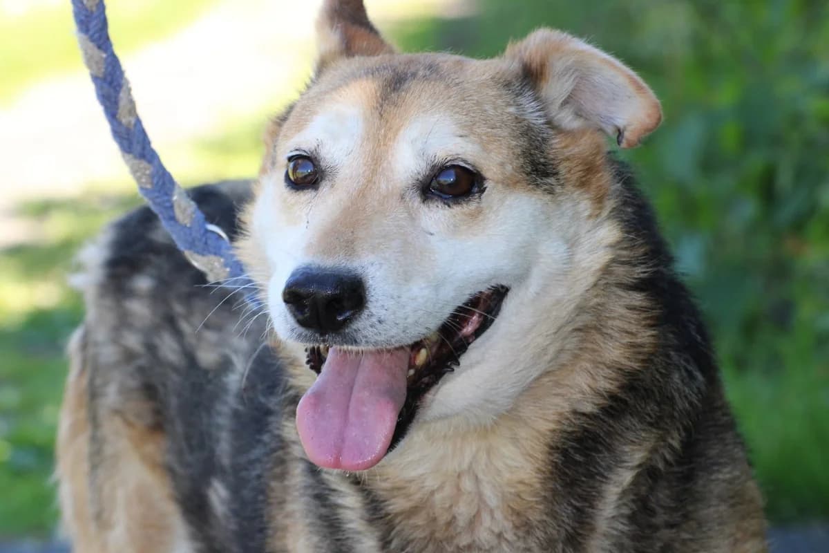 Haro - lieber, ruhiger Rüde, male senior Mixed Breed for adoption at Das kleine Tierheim, Lohra