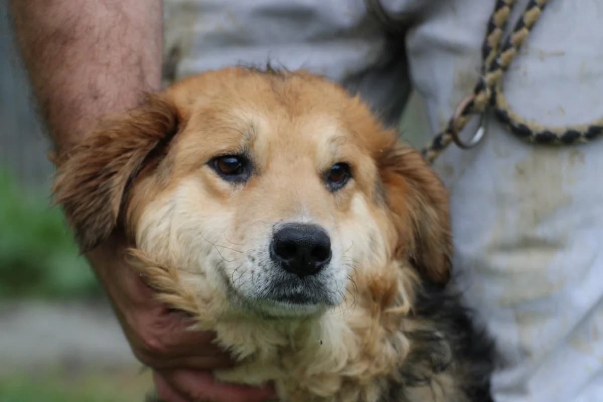 Kina - sehr zutraulich u. liebenswert, male 3yo mixed breed for adoption at Das kleine Tierheim, Lohra