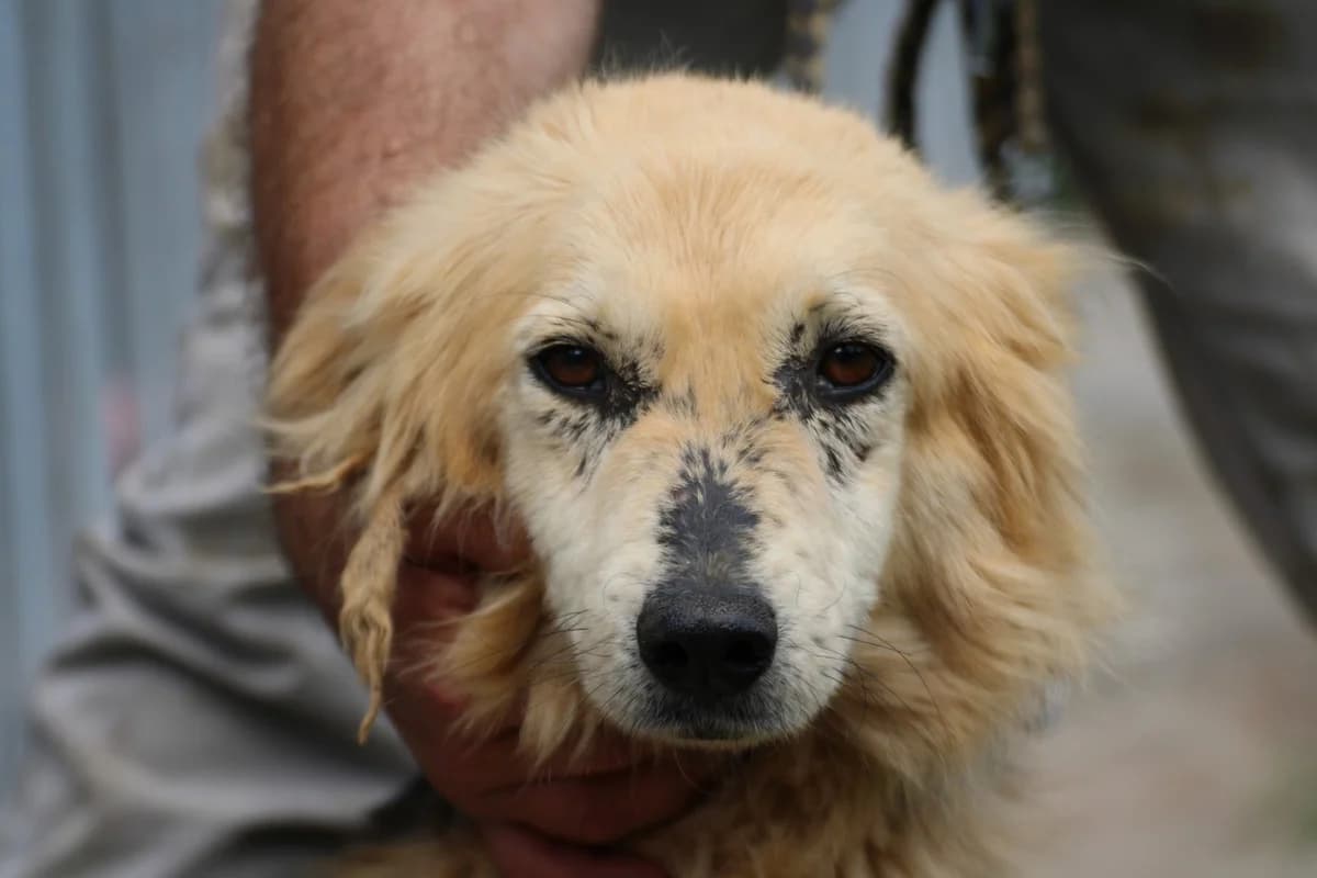 Junia - verschmust u. sehr angenehm, female 3yo Collie for adoption at Das kleine Tierheim, Lohra