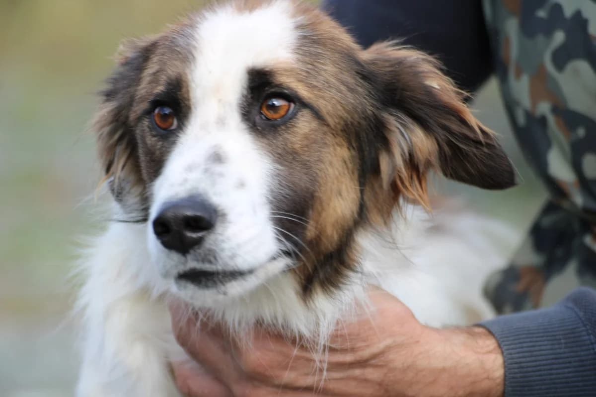 Tamas - unkomplizierter Jungrüde, male young Collie for adoption at Das kleine Tierheim, Lohra