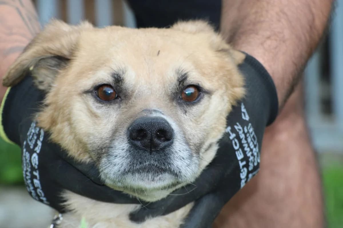 Alino - zutraulicher, lieber Kerl, male 6yo mixed breed for adoption at Das kleine Tierheim, Lohra