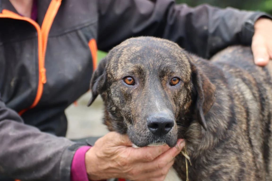 Miguel, male 4yo Labrador Retriever for adoption at Das kleine Tierheim, Lohra