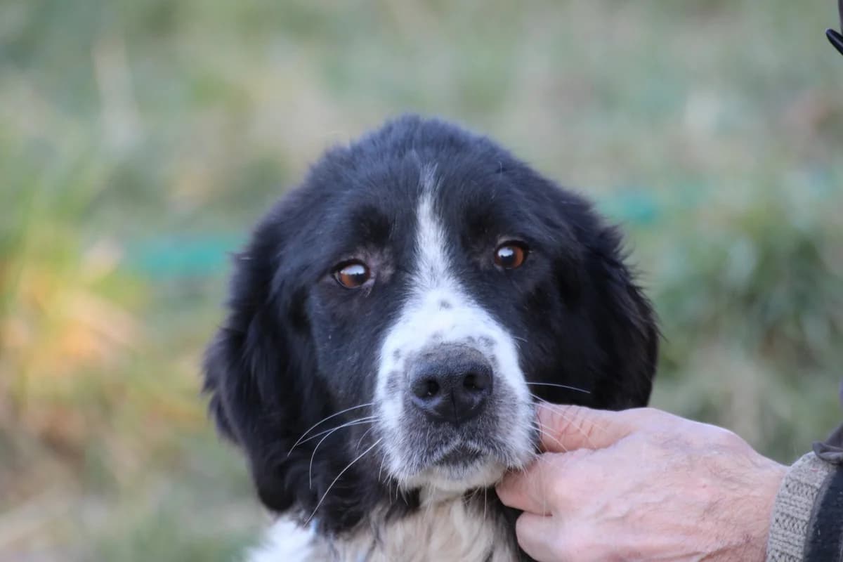 Marina - zutraulich u. kinderlieb, female 3yo Collie for adoption at Das kleine Tierheim, Lohra