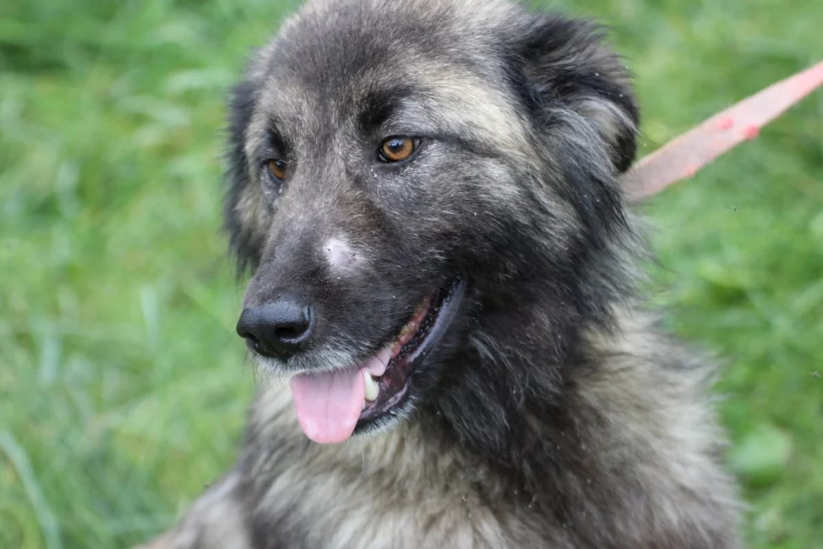 Sori - menschenbezogen u. kinderlieb, female 5yo Collie for adoption at Das kleine Tierheim, Lohra