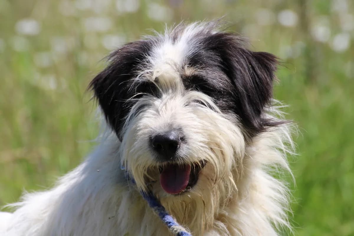 Muri - hübscher Wuschelrüde, male 3yo Collie for adoption at Das kleine Tierheim, Lohra