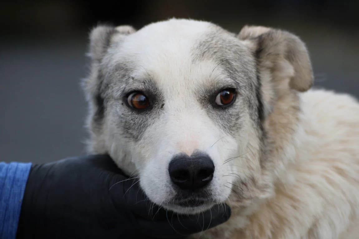 Omina, female 4yo Mixed Breed for adoption at Das kleine Tierheim, Lohra