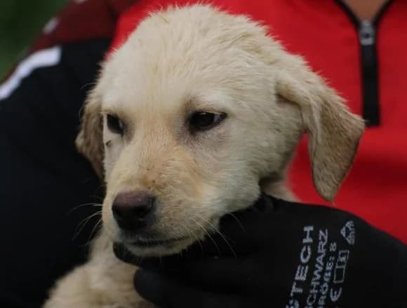 Smartie – sehr lieb und angenehm, male Mixed Breed for adoption at Das kleine Tierheim, Lohra