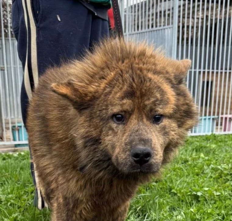 Hiro, male 3yo Akita for adoption at Das kleine Tierheim, Lohra