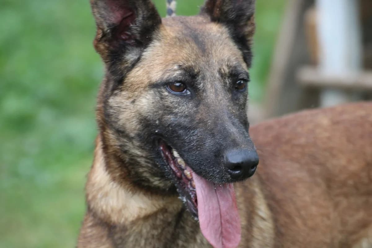 Rudi, male 6yo Belgian Malinois for adoption at Das kleine Tierheim, Lohra