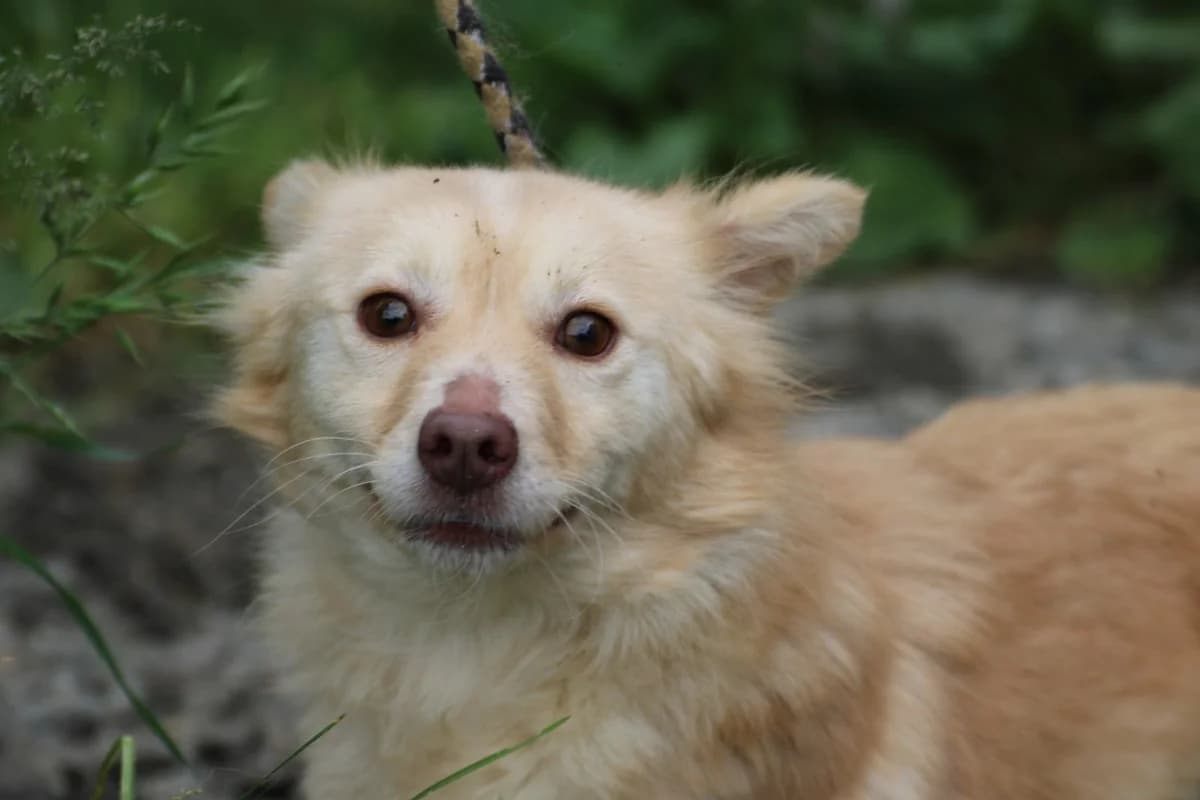 Mula, blond female Mixed Breed for adoption at Das kleine Tierheim, Lohra