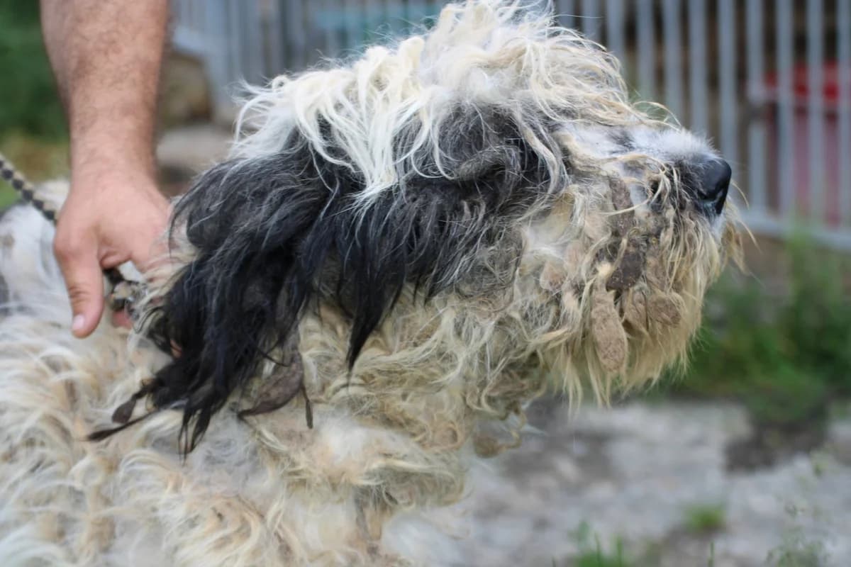 Pero - ruhiges, sehr liebes Wesen, male 4yo mixed breed for adoption at Das kleine Tierheim, Lohra