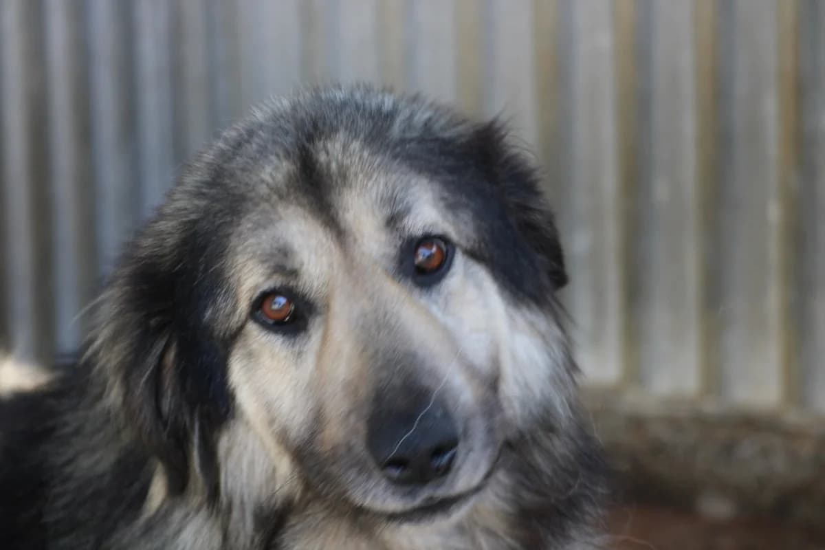 Sambio, male 3yo German Shepherd for adoption at Das kleine Tierheim, Lohra