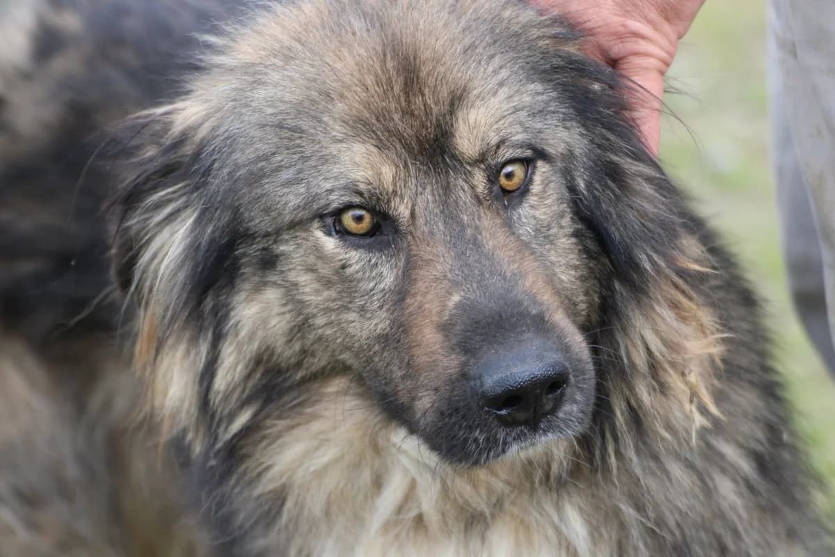Jania, female young German Shepherd for adoption at Das kleine Tierheim, Lohra