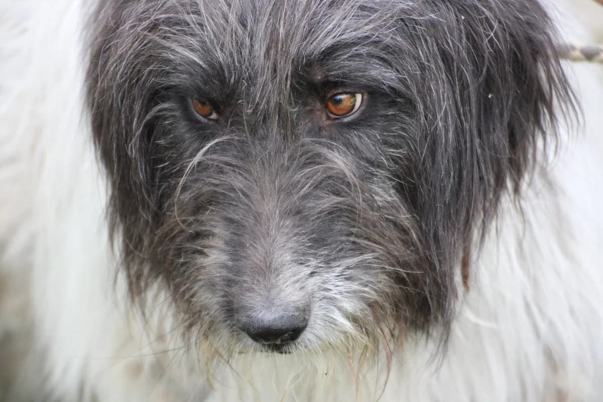 Susi, male 3yo Collie for adoption at Das kleine Tierheim, Lohra