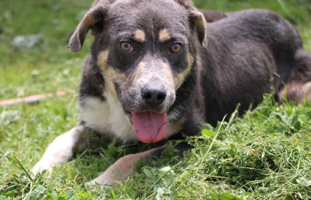 Soom, grau-weiß male puppy mixed breed for adoption at Das kleine Tierheim, Lohra