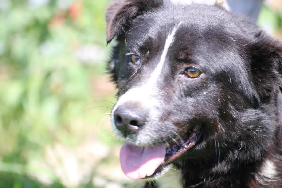 Athos, male young Border Collie for adoption at Das kleine Tierheim, Lohra