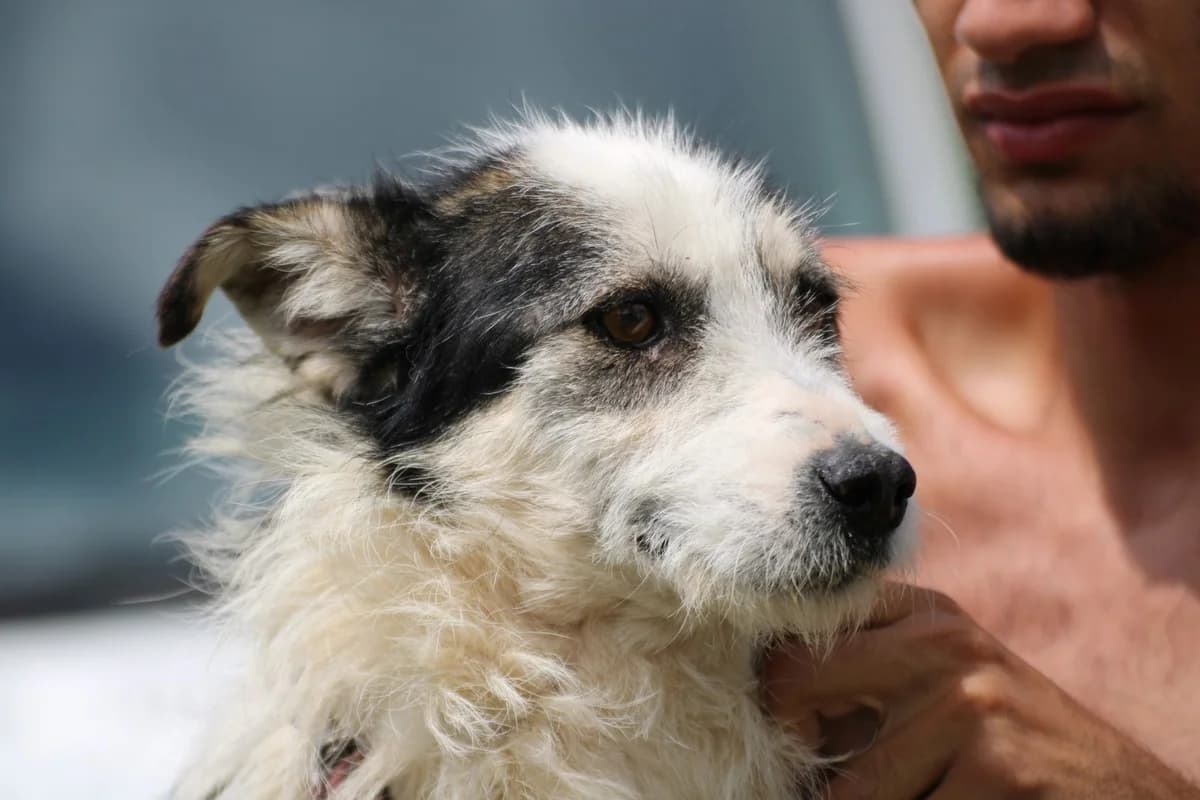 Sinco, grau weiß male 5yo mixed breed for adoption at Das kleine Tierheim, Lohra