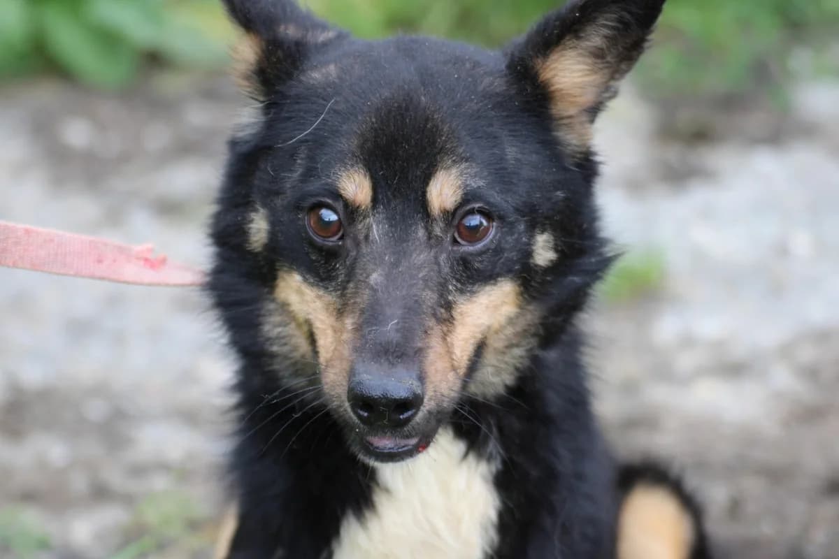 Palo, male 5yo Mixed Breed for adoption at Das kleine Tierheim, Lohra