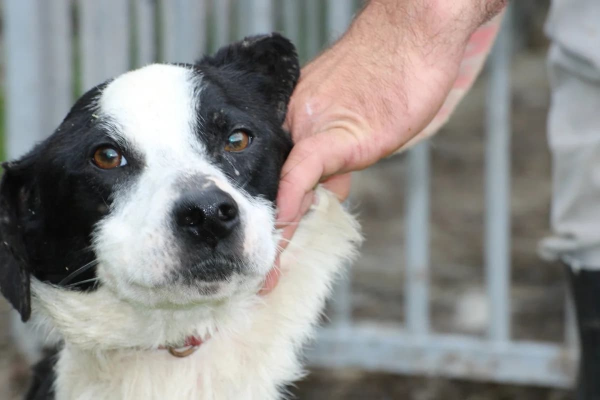 Mo - verspielt u. sehr kinderlieb, male young mixed breed for adoption at Das kleine Tierheim, Lohra
