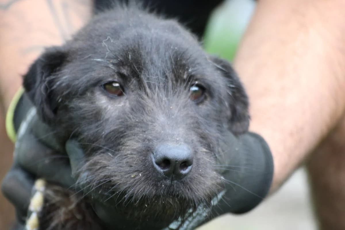 Marny - sehr lieb u. brav, female young Miniature Schnauzer for adoption at Das kleine Tierheim, Lohra