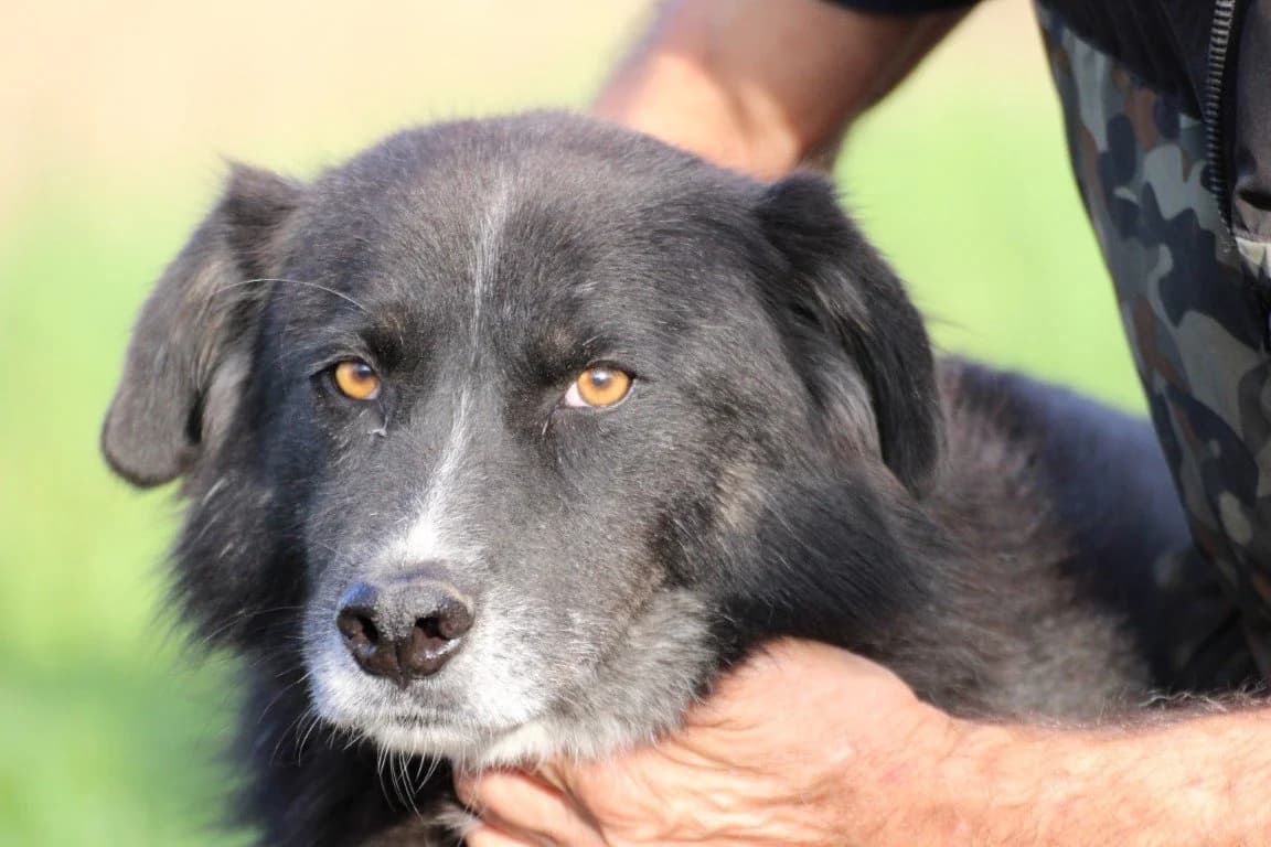 Glihali, female 3yo Mixed Breed for adoption at Das kleine Tierheim, Lohra