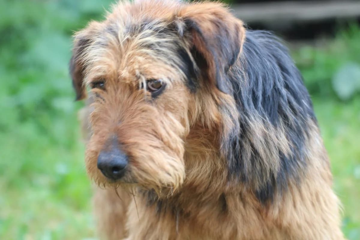 Arin, male 3yo Airedale Terrier for adoption at Das kleine Tierheim, Lohra