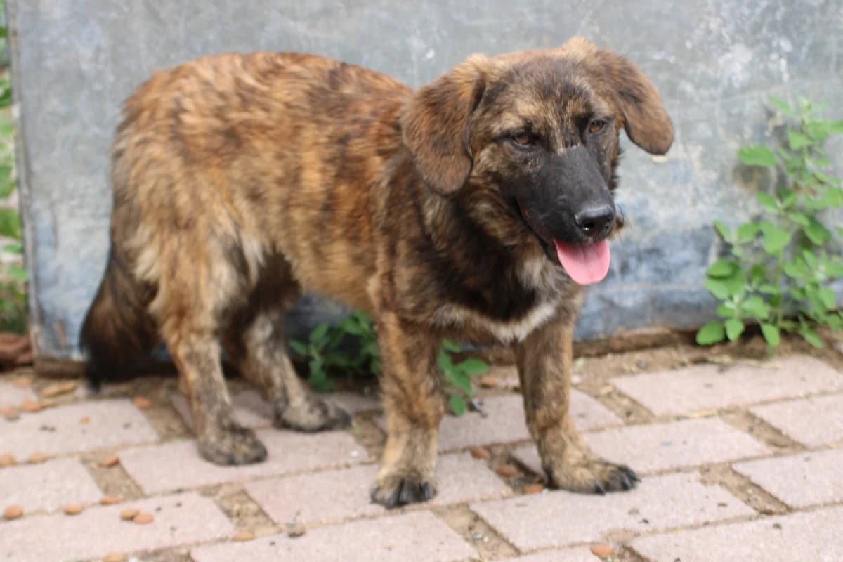 Minko, male puppy Dachshund for adoption at Das kleine Tierheim, Lohra