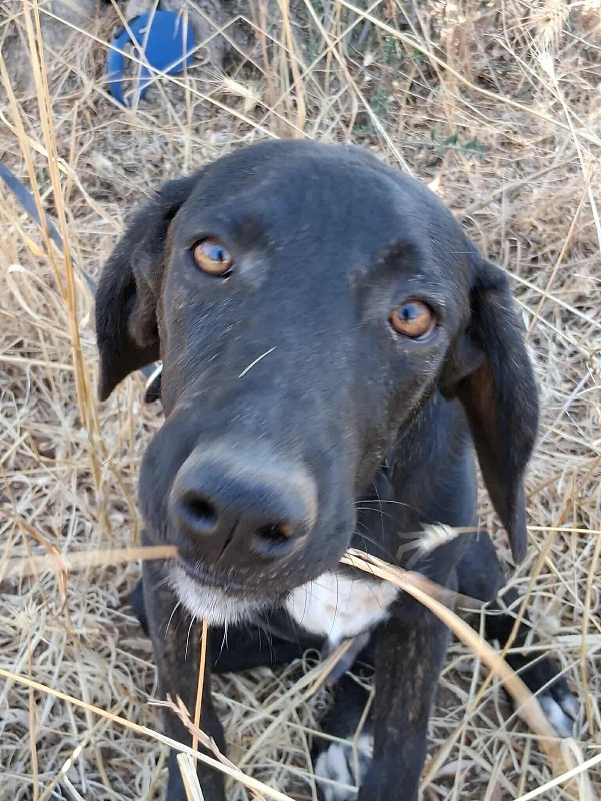 Awesome, male puppy Mixed Breed for adoption at DASH Deutschland Tierschutz e.V., Germany