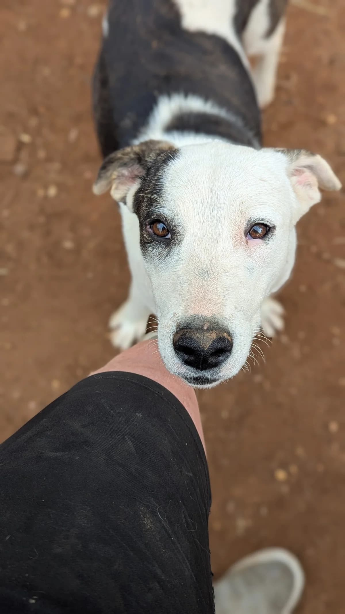 Piratina, male Mixed Breed for adoption at DASH Deutschland Tierschutz e.V., Germany