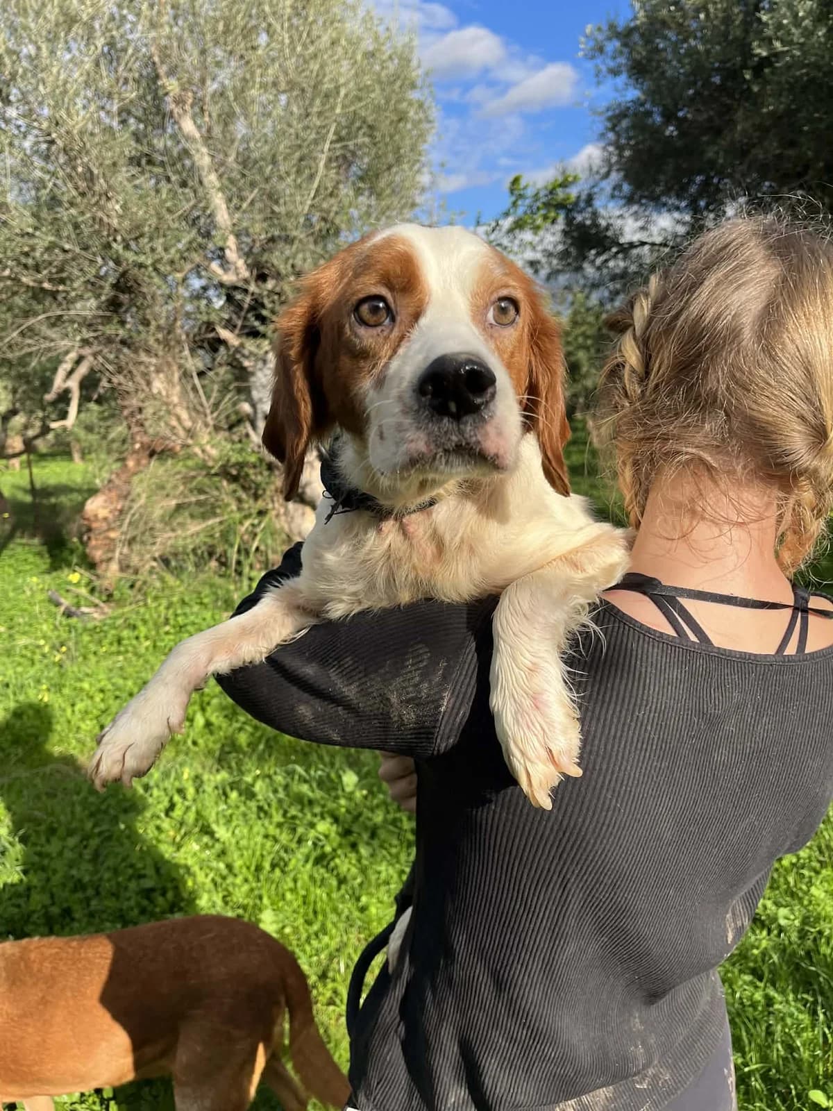 Candy, female Mixed Breed for adoption at DASH Deutschland Tierschutz e.V., Germany