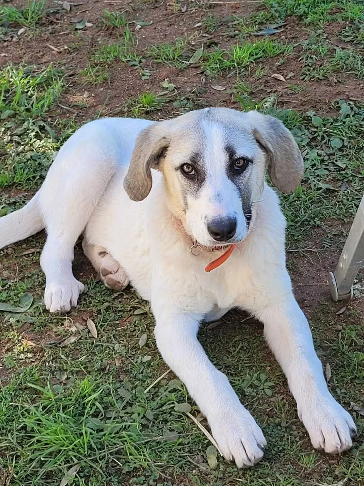 Rosaleen, female Mixed Breed for adoption at DASH Deutschland Tierschutz e.V., Germany