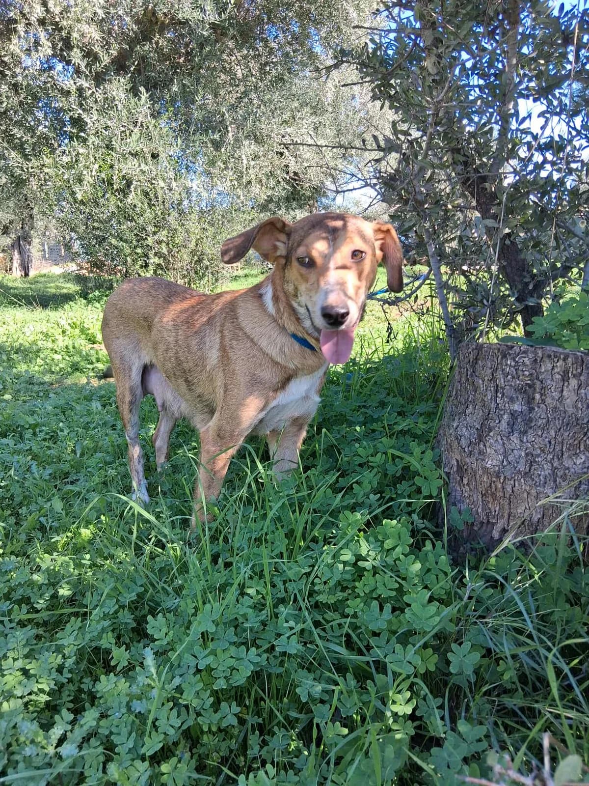 Millie, female Mixed Breed for adoption at DASH Deutschland Tierschutz e.V., Germany