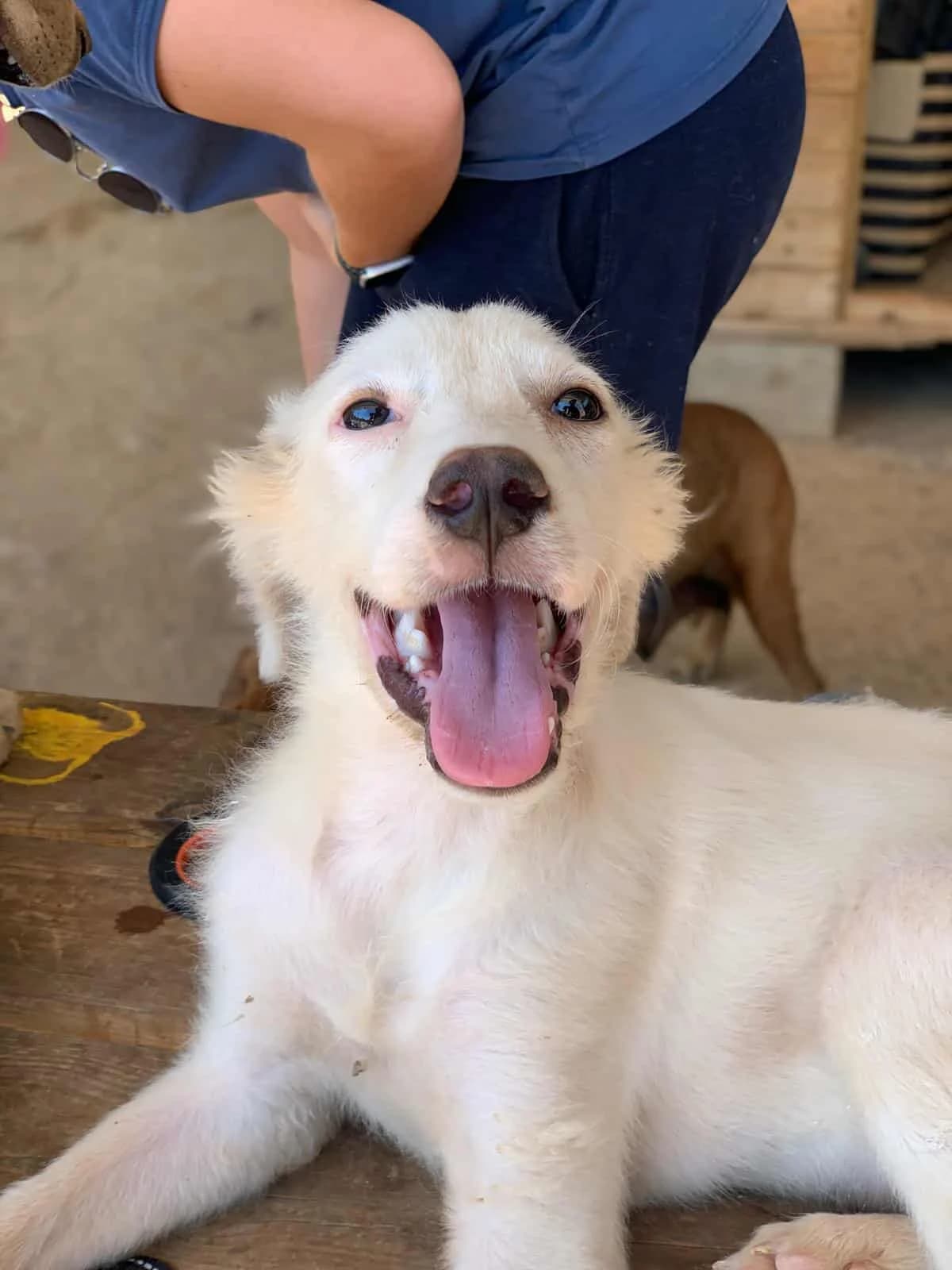 Byron, male puppy Mixed Breed for adoption at DASH Deutschland Tierschutz e.V., Germany