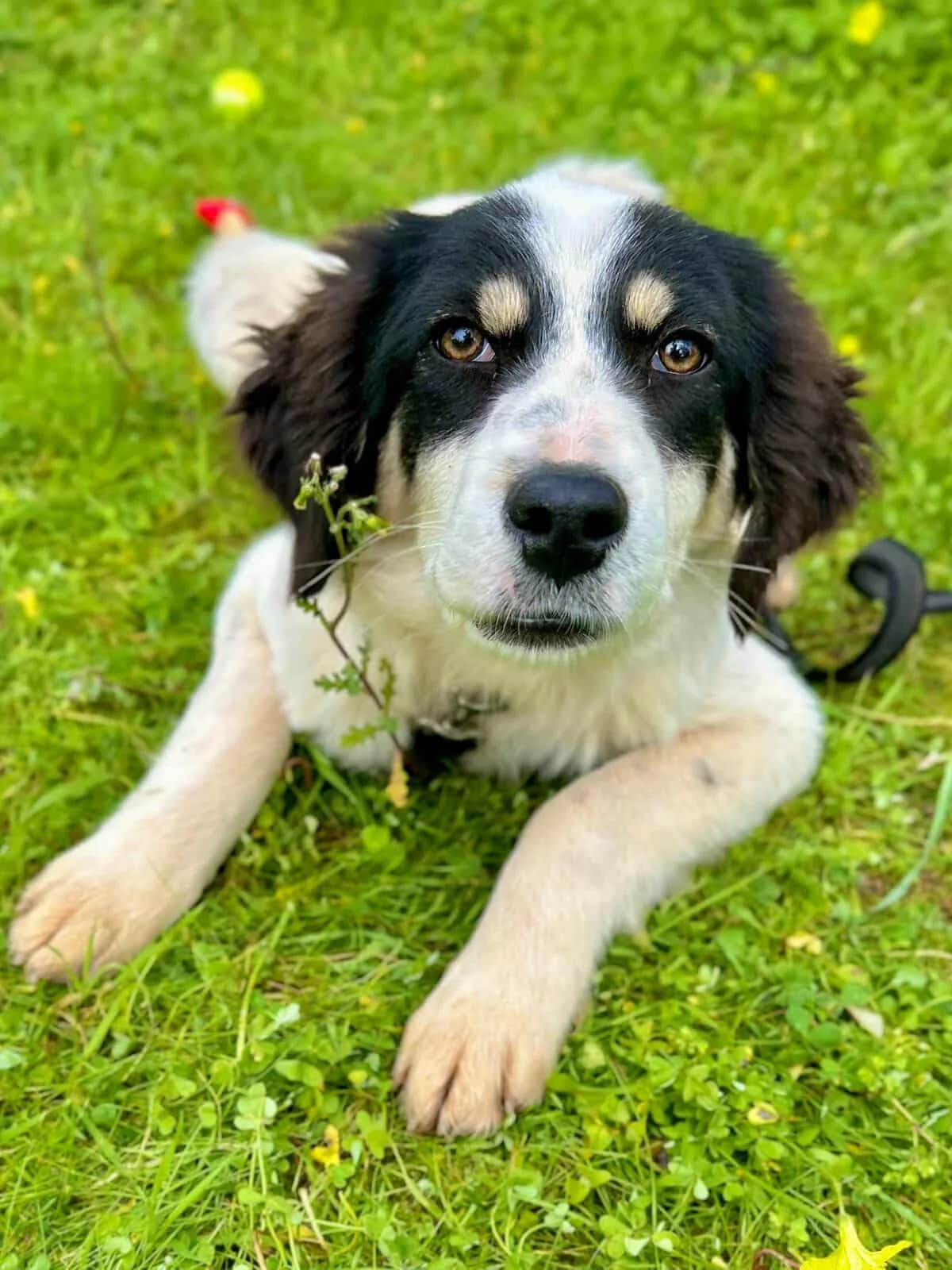 Kenzie, female puppy Mixed Breed for adoption at DASH Deutschland Tierschutz e.V., Germany