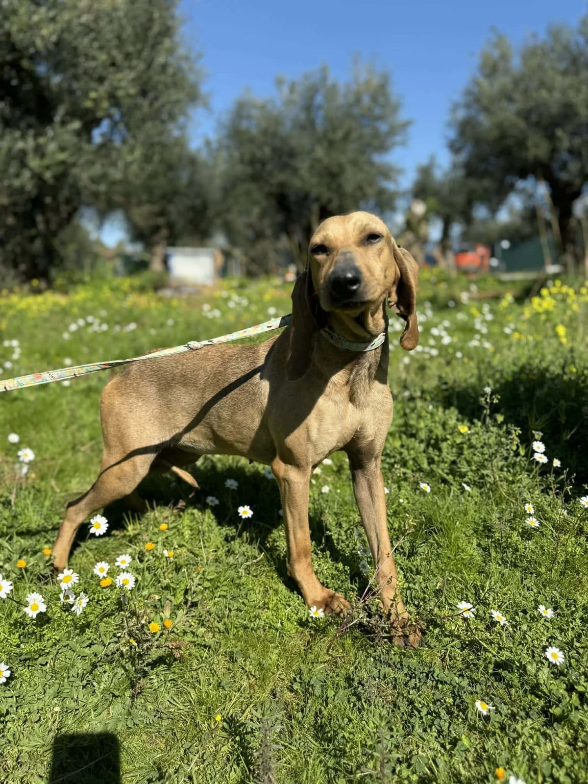 Mboula, female Mixed Breed for adoption at DASH Deutschland Tierschutz e.V., Germany