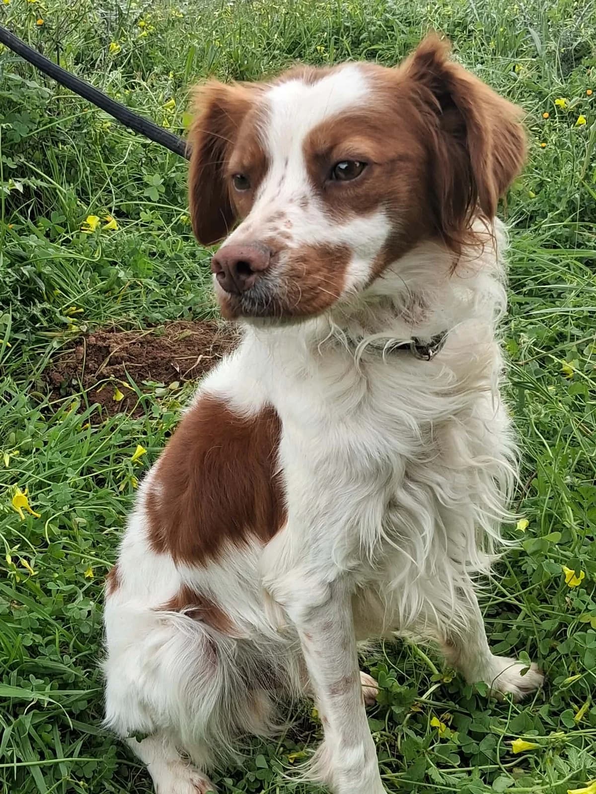 Finn (reserviert), male puppy Mixed Breed for adoption at DASH Deutschland Tierschutz e.V., Germany