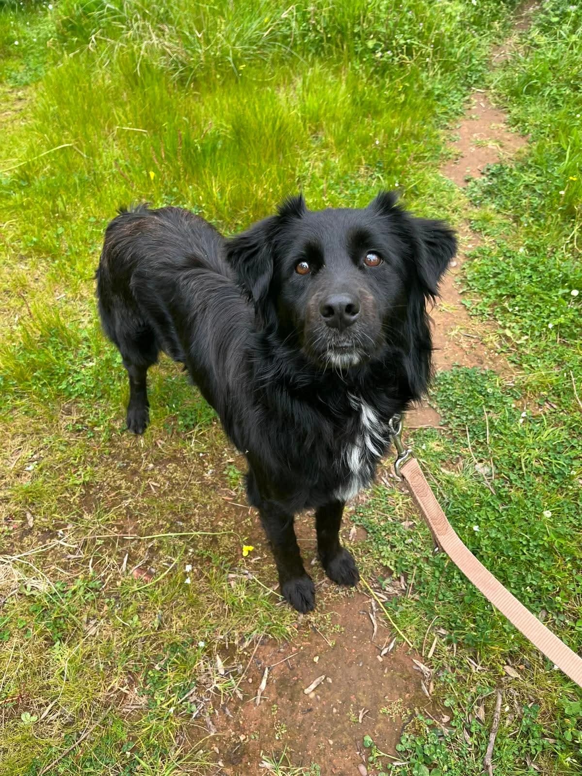 Kouklos, male Mixed Breed for adoption at DASH Deutschland Tierschutz e.V., Germany