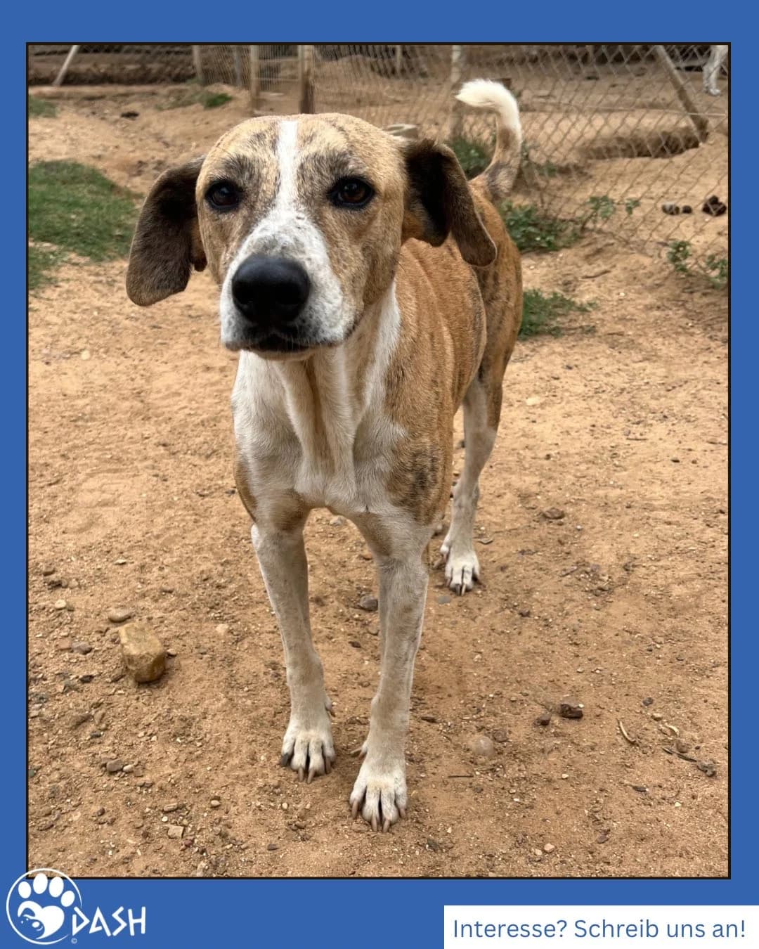 Homer, male senior Mixed Breed for adoption at DASH Deutschland Tierschutz e.V., Germany