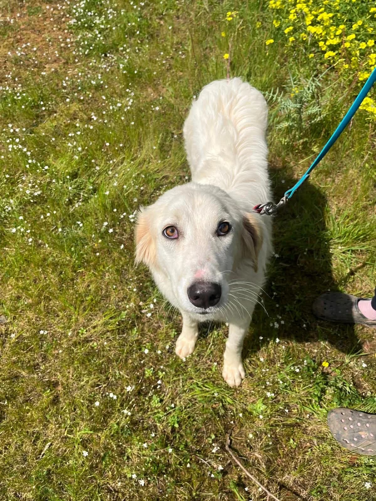 Becky, female Mixed Breed for adoption at DASH Deutschland Tierschutz e.V., Germany