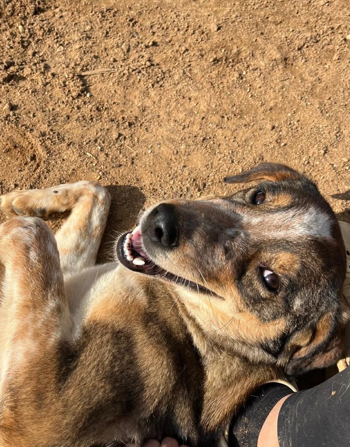 Montana, female puppy Mixed Breed for adoption at DASH Deutschland Tierschutz e.V., Germany