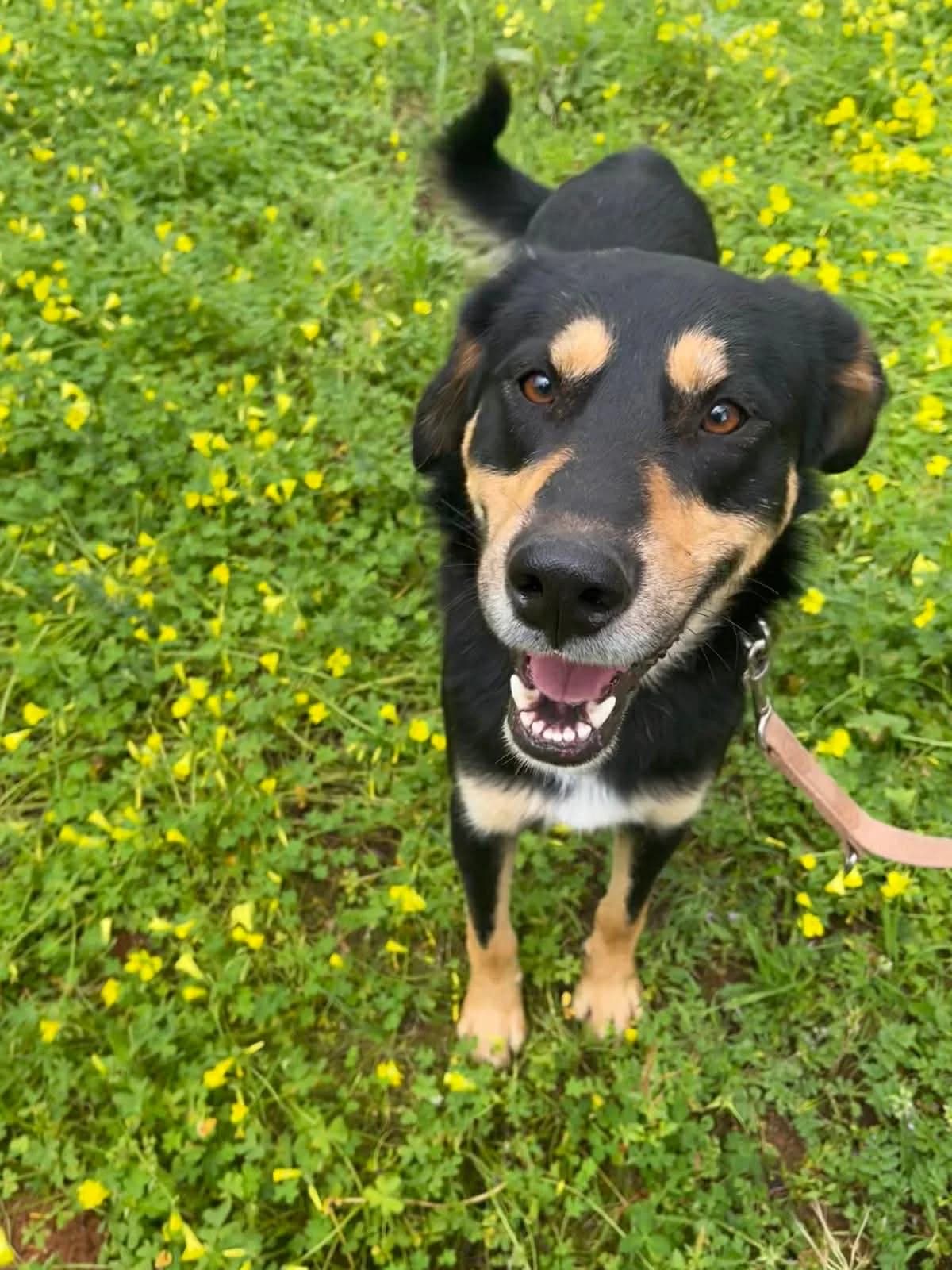 Lazaros, male Mixed Breed for adoption at DASH Deutschland Tierschutz e.V., Germany