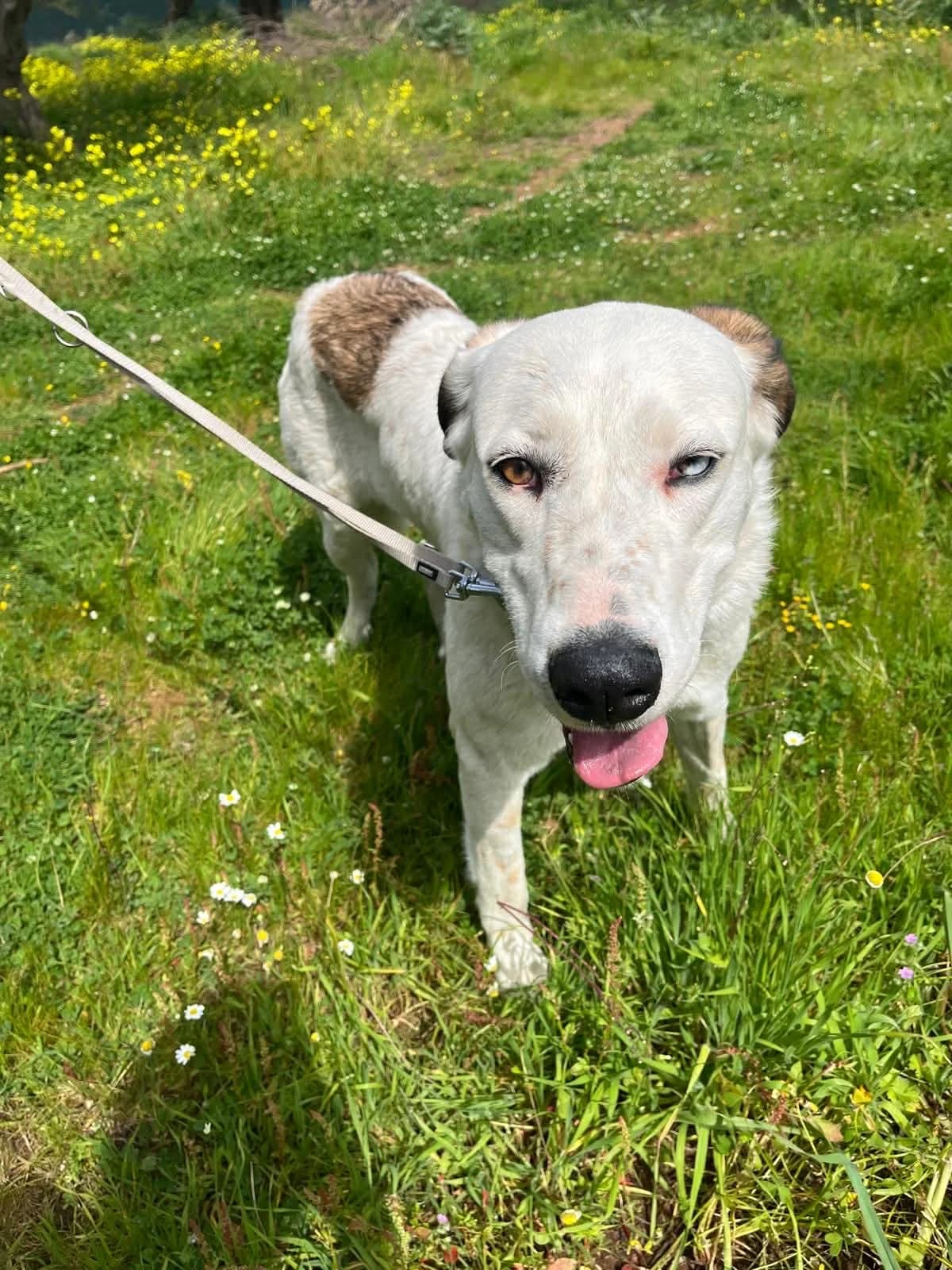 Ririka, female Mixed Breed for adoption at DASH Deutschland Tierschutz e.V., Germany