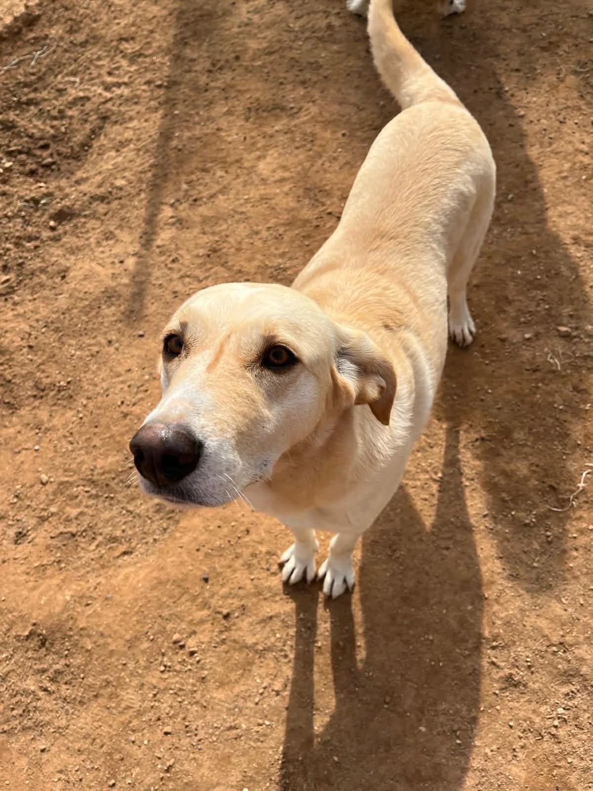 Sarah, female Mixed Breed for adoption at DASH Deutschland Tierschutz e.V., Germany