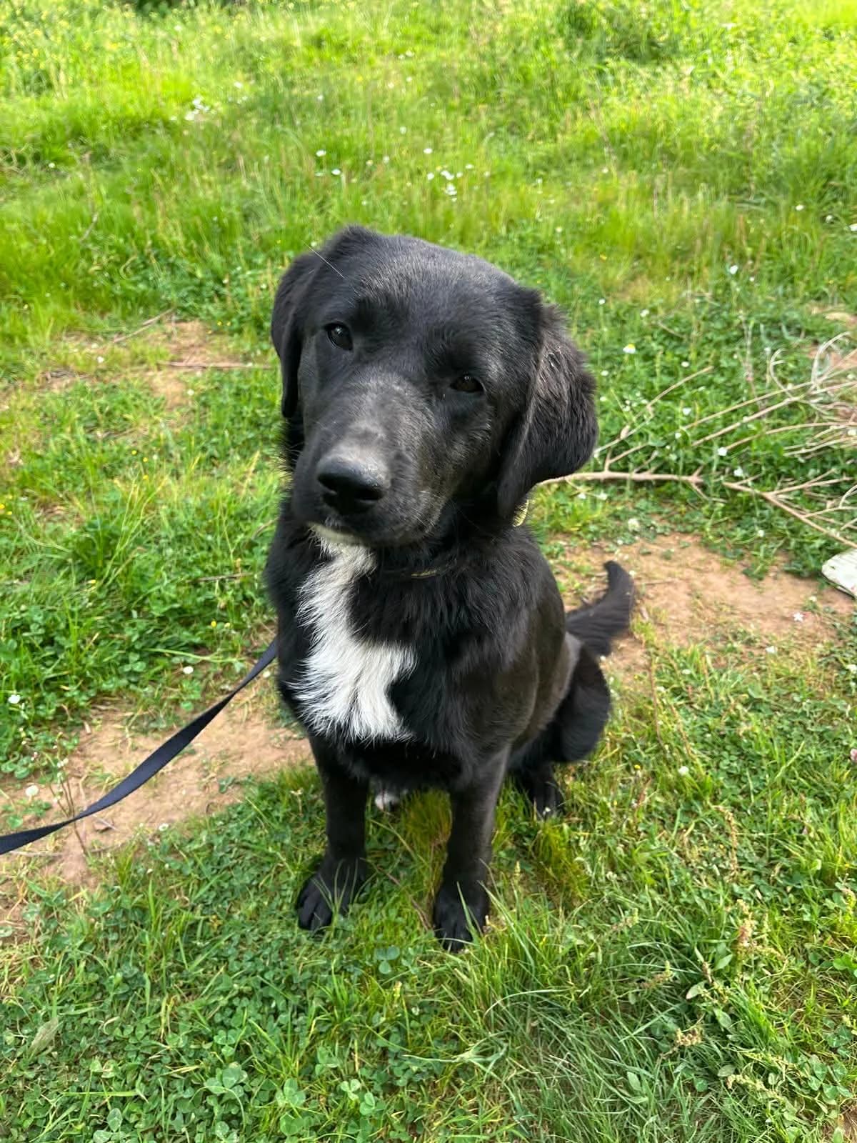 Thea, female puppy Mixed Breed for adoption at DASH Deutschland Tierschutz e.V., Germany