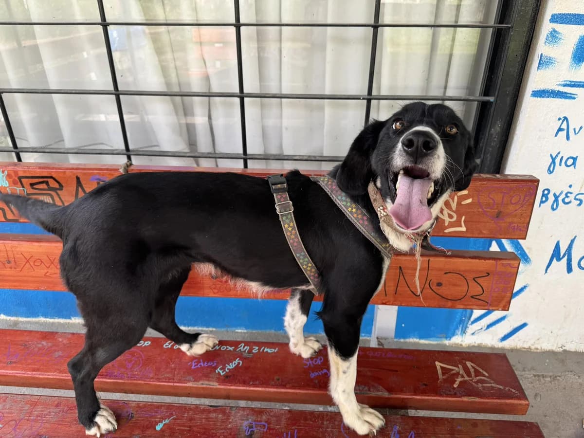 Lilith, female Mixed Breed for adoption at DASH Deutschland Tierschutz e.V., Germany