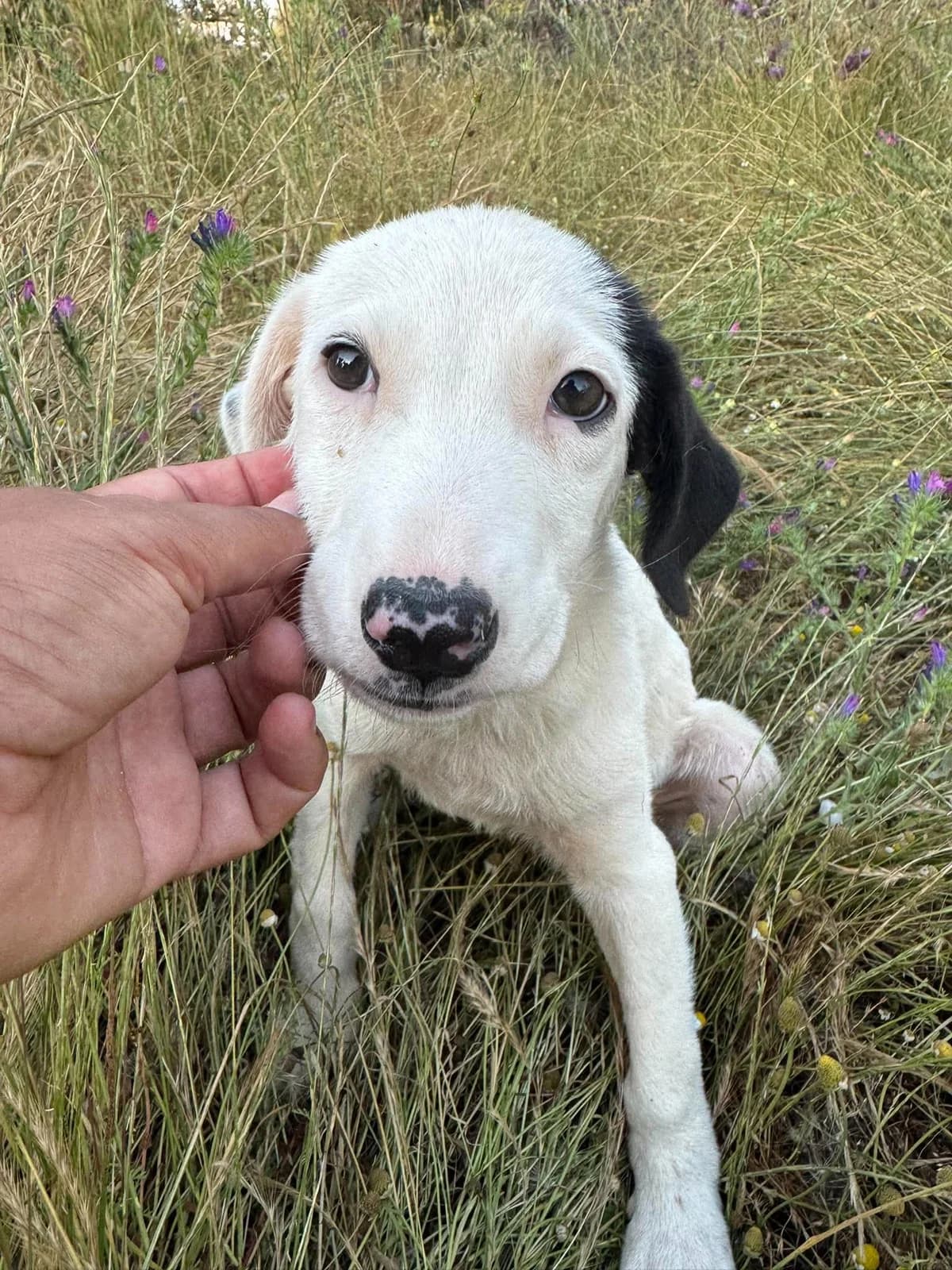 Sweet Pie (reserviert), female puppy Mixed Breed for adoption at DASH Deutschland Tierschutz e.V., Germany